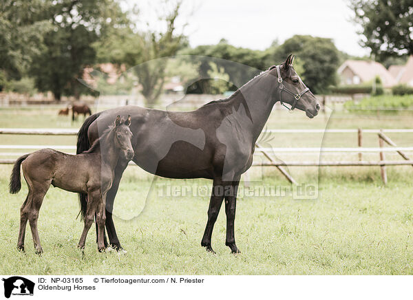 Oldenburger / Oldenburg Horses / NP-03165