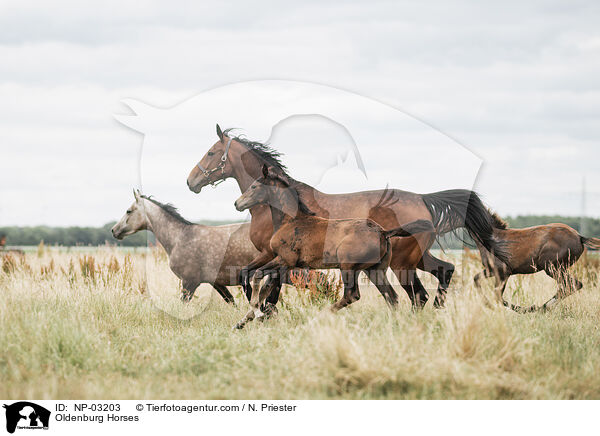 Oldenburger / Oldenburg Horses / NP-03203