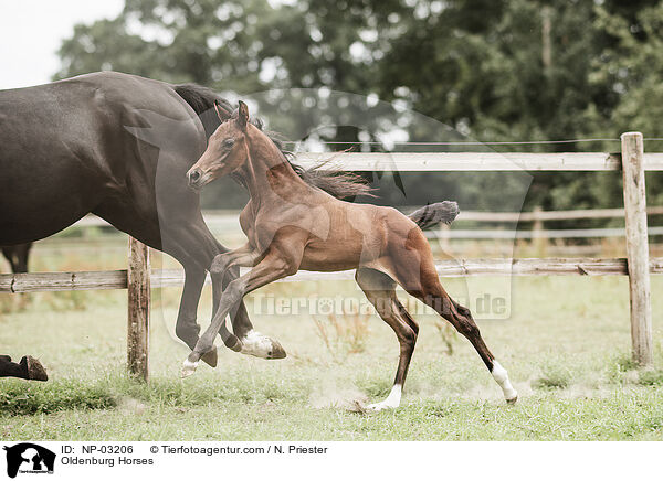 Oldenburger / Oldenburg Horses / NP-03206