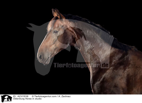 Oldenburg Horse in studio / AZ-01638