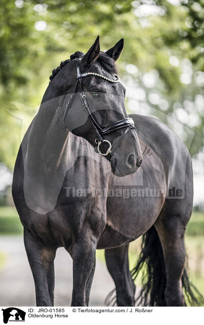 Oldenburger / Oldenburg Horse / JRO-01585