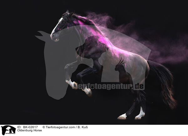 Oldenburger / Oldenburg Horse / BK-02617