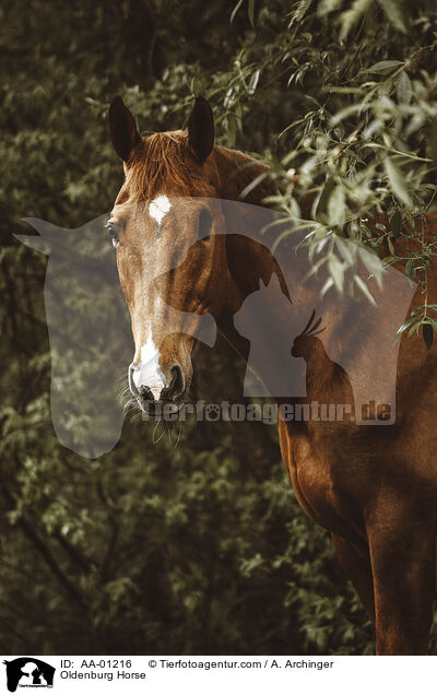 Oldenburger / Oldenburg Horse / AA-01216