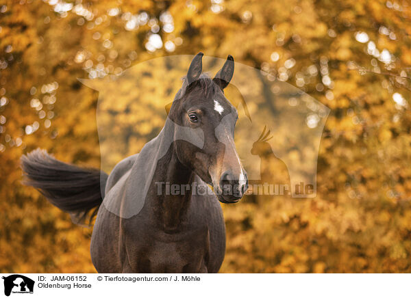 Oldenburg Horse / JAM-06152