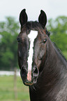 Oldenburg Horse Portrait