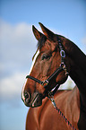 Oldenburger horse portrait