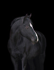 Oldenburg Horse in front of black background