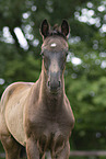 Oldenburg Horse foal