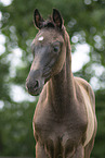 Oldenburg Horse foal