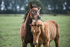 2 Oldenburg Horse foals