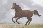 Oldenburg Horse