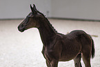 Oldenburg Horse foal