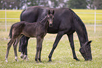 Oldenburg Horses