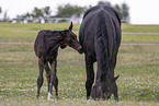 Oldenburg Horses