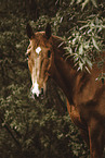 Oldenburg Horse