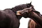 Oldenburg Horses