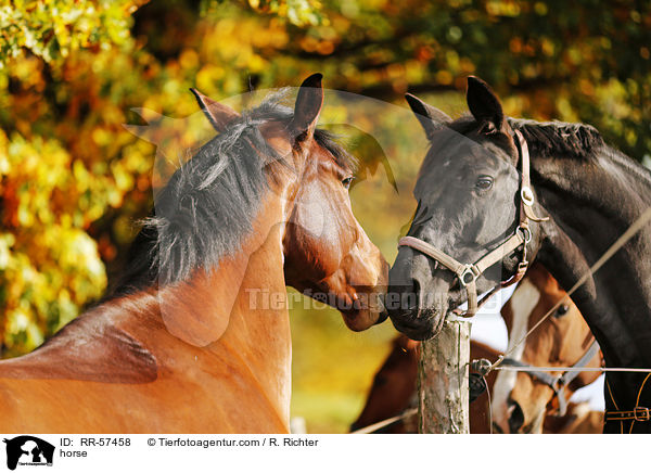 Oldenburger Springpferd / horse / RR-57458