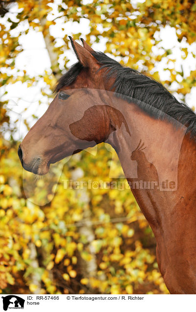 Oldenburger Springpferd / horse / RR-57466