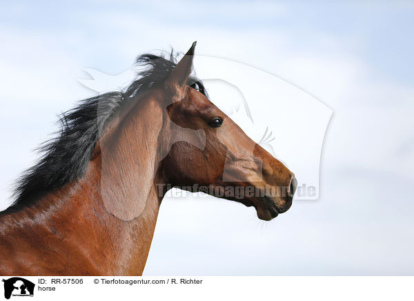 Oldenburger Springpferd / horse / RR-57506