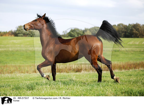 Oldenburger Springpferd / horse / RR-57507