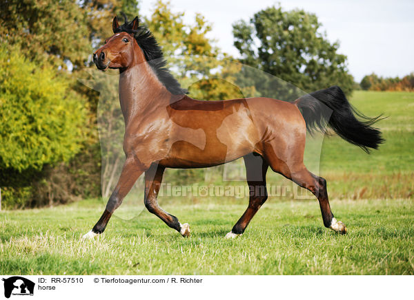 Oldenburger Springpferd / horse / RR-57510
