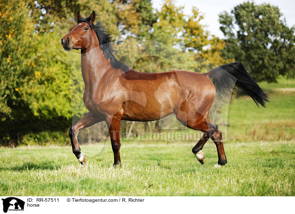 Oldenburger Springpferd / horse / RR-57511