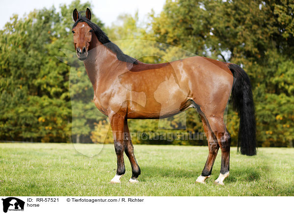 Oldenburger Springpferd / horse / RR-57521