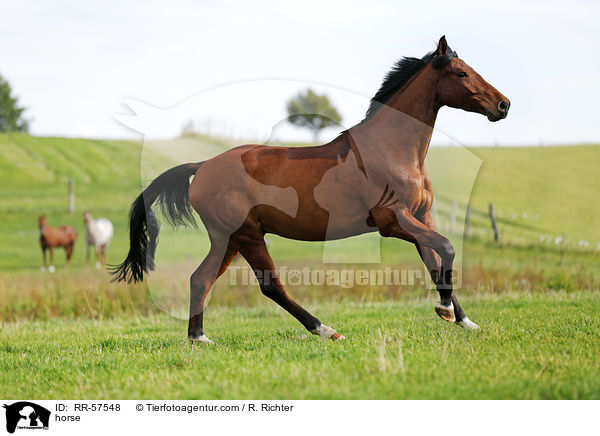 Oldenburger Springpferd / horse / RR-57548