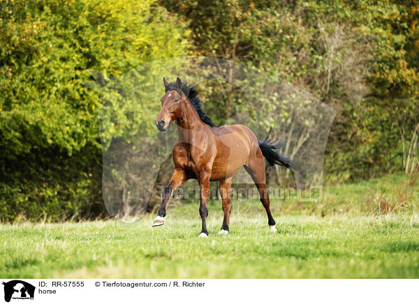 Oldenburger Springpferd / horse / RR-57555
