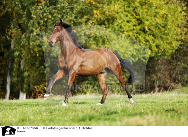 Oldenburger Springpferd / horse / RR-57556