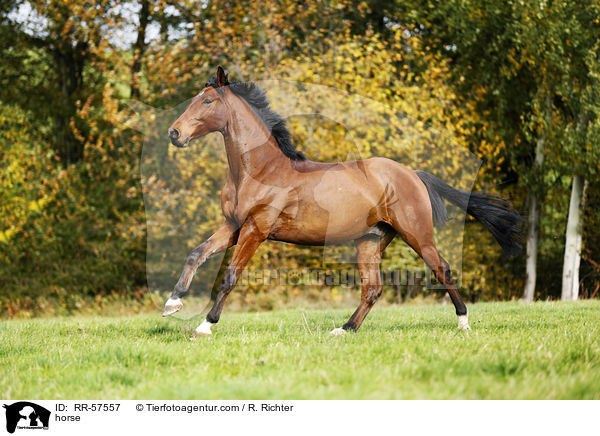 Oldenburger Springpferd / horse / RR-57557