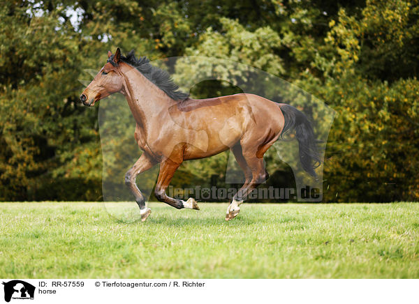 Oldenburger Springpferd / horse / RR-57559