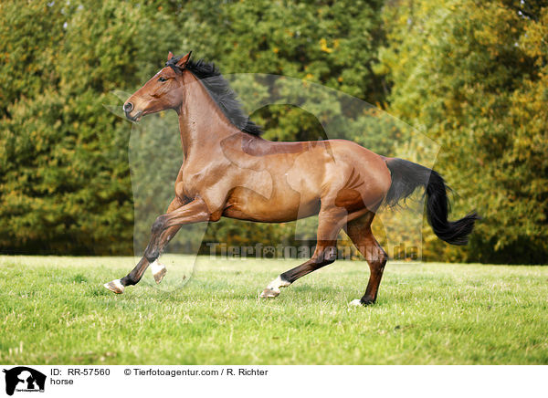 Oldenburger Springpferd / horse / RR-57560