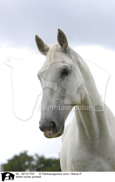 white horse portrait / AP-01757