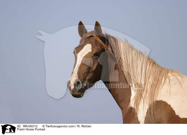 Paint Horse Portrait / Paint Horse Portrait / RR-06012