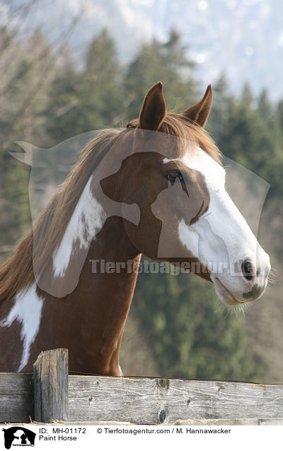 Paint Horse / Paint Horse / MH-01172