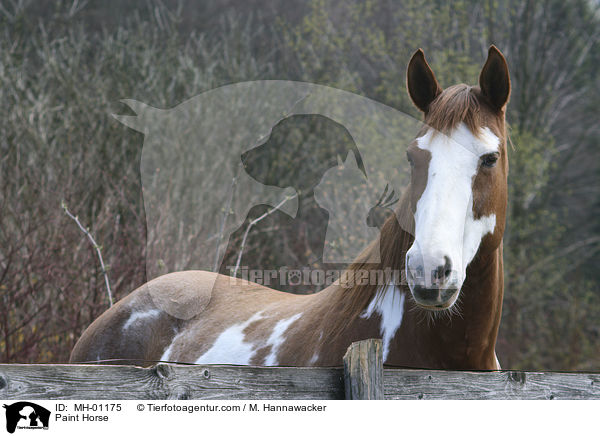 Paint Horse / Paint Horse / MH-01175