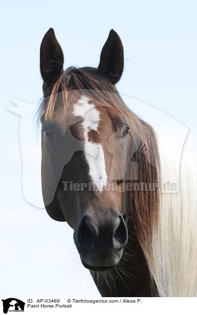 Paint Horse Portrait / Paint Horse Portrait / AP-03469