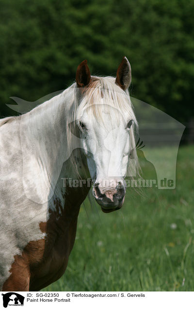 Paint Horse Portrait / Paint Horse Portrait / SG-02350