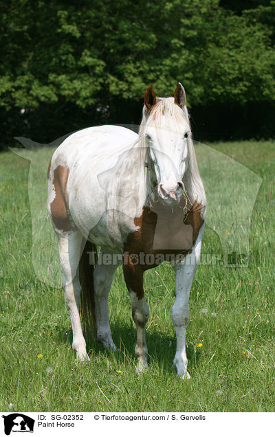 Paint Horse / Paint Horse / SG-02352