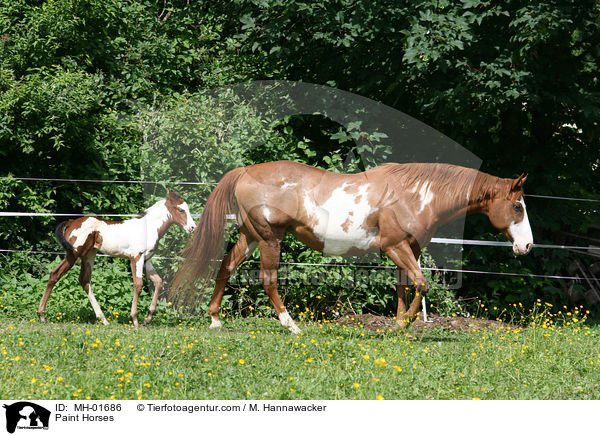 Paint Horses / Paint Horses / MH-01686