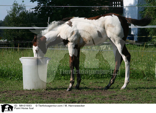 Paint Horse Fohlen / Paint Horse foal / MH-01693