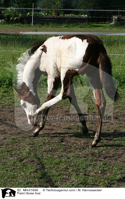 Paint Horse foal / MH-01696