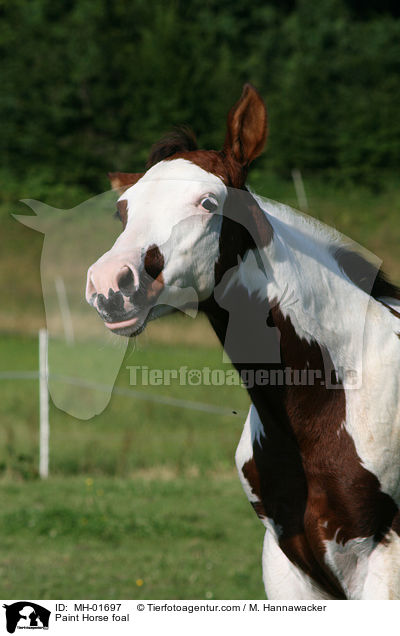 Paint Horse Fohlen / Paint Horse foal / MH-01697