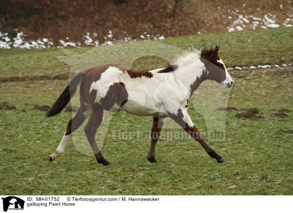 galloping Paint Horse / MH-01752