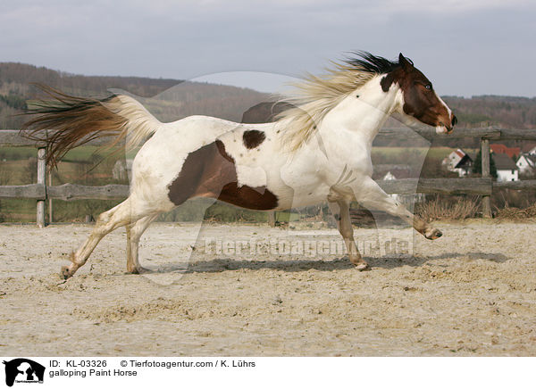 galoppierendes Paint Horse / galloping Paint Horse / KL-03326