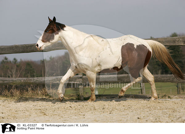 trabendes Paint Horse / trotting Paint Horse / KL-03327