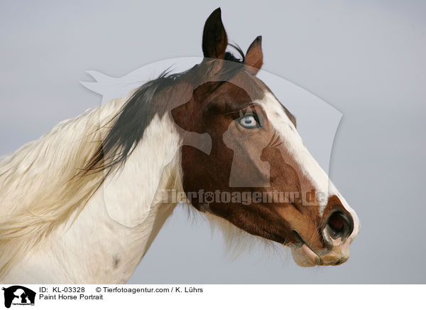 Paint Horse Portrait / Paint Horse Portrait / KL-03328