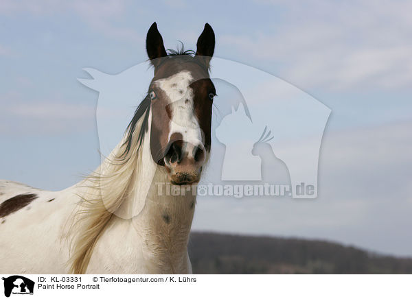 Paint Horse Portrait / KL-03331