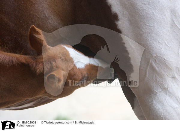 Paint horses / BM-02038